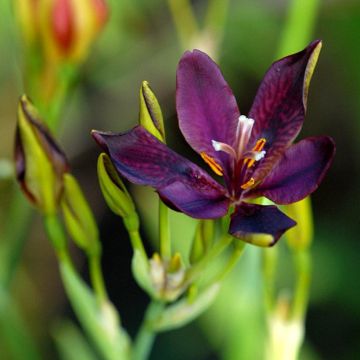 x Pardancanda norrisii Heart of Darkness - Hybrid Iris