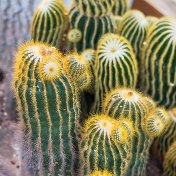 Parodia warasii - Cactus