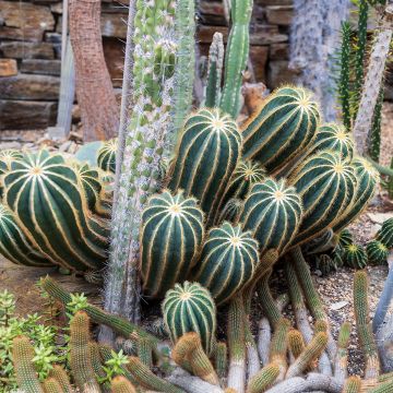 Parodia magnifica - Notocactus magnificus