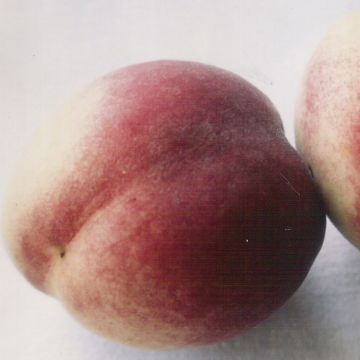 Prunus persica White Vine Peach - Vineyard Peach Tree Prunus persica White Vine Peach - Vineyard Peach Tree