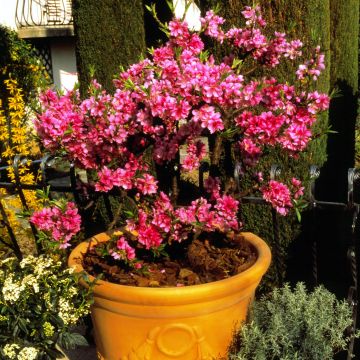 Prunus persica Diamond Zaipevi - Dwarf Peach
