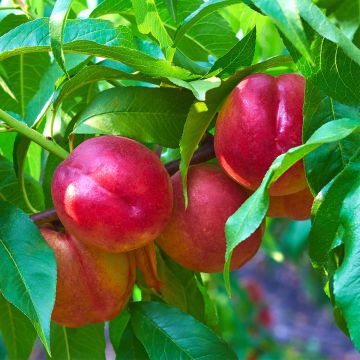 Prunus persica Fruit Me Necta Me - Dwarf Nectarine Peach Tree Prunus persica Fruit Me Necta Me - Dwarf Nectarine Peach Tree