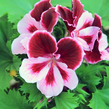 Pelargonium Angeleyes Randy