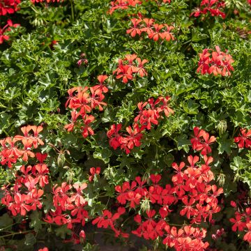 Pelargonium Royal Single Orange - Ivy Geranium Pelargonium Royal Single Orange - Ivy Geranium