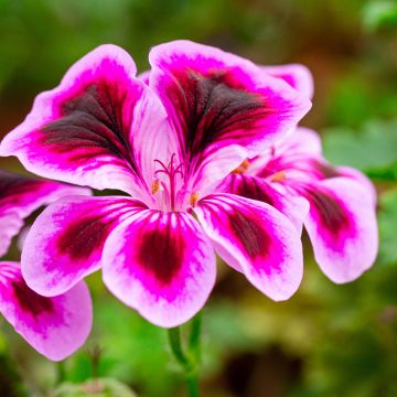 Pelargonium Angel Eyes Blueberry - Regal Geranium Pelargonium Angel Eyes Blueberry - Regal Geranium
