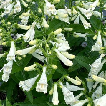 Penstemon Nova Pearl - Beardtongue