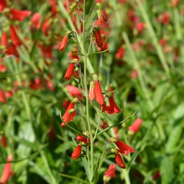 Penstemon barbatus Iron Maiden Penstemon barbatus Iron Maiden