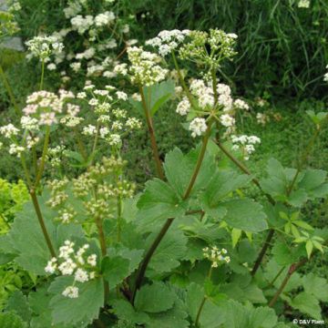 Ligusticum scothicum