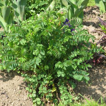 Sanguisorba minor organic seeds - Salad burnett