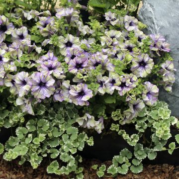 Petunia Amazonas Plum Cockatoo