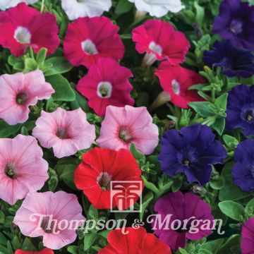 Graines de Pétunia Baby Gioconda Mixed Hybride F1 Graines de Pétunia Baby Gioconda Mixed Hybride F1