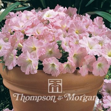Petunia x Hybrida Chiffon Morn Petunia x Hybrida Chiffon Morn