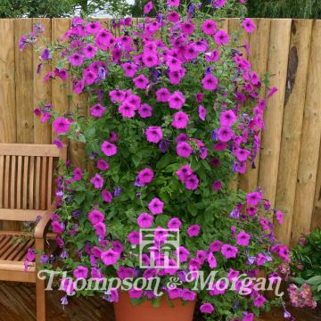Petunia Purple Tower F1 Hybrid Petunia Purple Tower F1 Hybrid