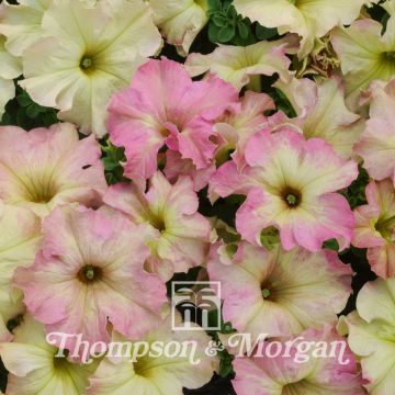 Petunia Antique Shades Petunia Antique Shades