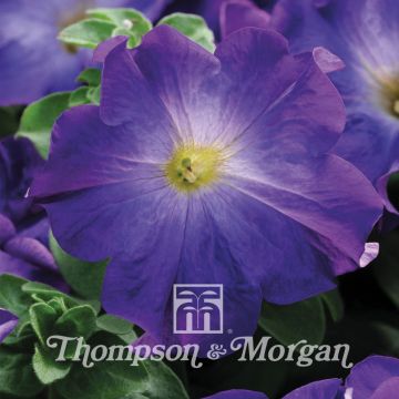 Petunia Sophistica Blue Morn Petunia Sophistica Blue Morn