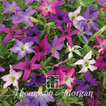 Petunia Sparklers Petunia Sparklers