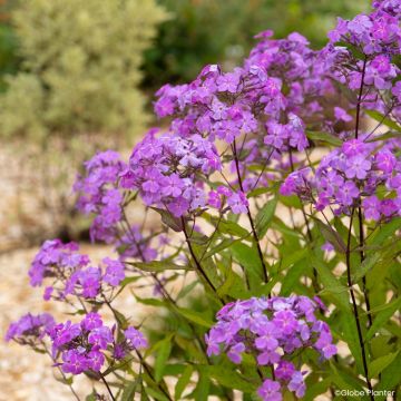 Phlox paniculata Koningin Paola