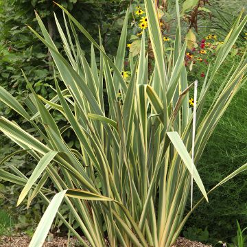 Phormium tenax Duet - Flax lily