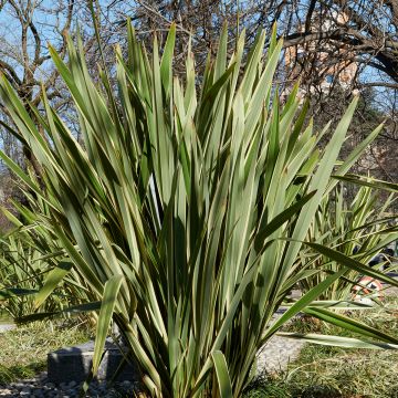 Phormium tenax seeds - New Zealand flax