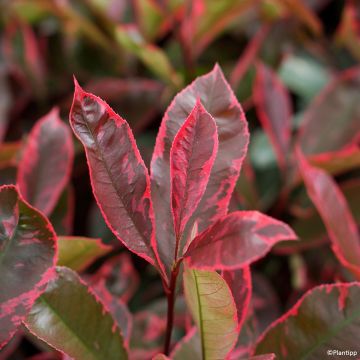 Photinia fraseri Louise McLarlou - Christmas Berry Photinia fraseri Louise McLarlou - Christmas Berry