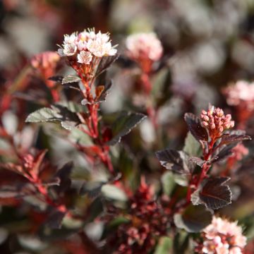 Physocarpus opulifolius Spicy Devil®  - Ninebark