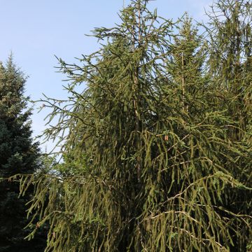 Picea abies Virgata - Norway Spruce Picea abies Virgata - Norway Spruce