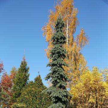 Picea glauca Pendula - White spruce pendula