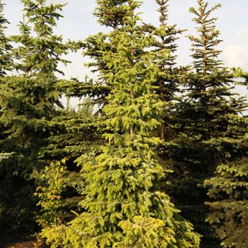 Picea omorika Aurea - Serbian spruce