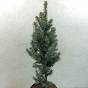 Picea pungens Iseli Fastigiate - Blue Spruce