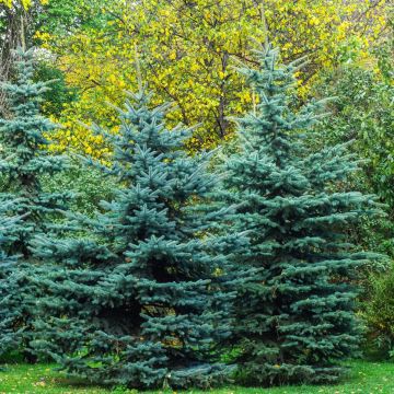 Picea pungens Iseli Fastigiate - Epicea bleu                  