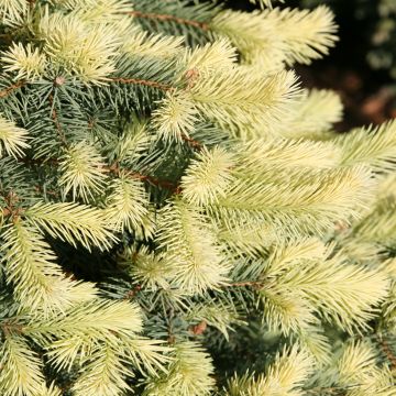Picea pungens Jan Byczkowski - Blue spruce