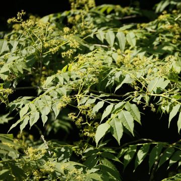 Picrasma quassioides - Quassia