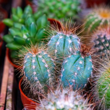 Pilosocereus pachycladus subsp. pachycladus - Blue Torch Cactus