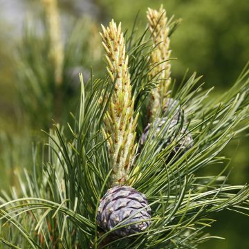 Pinus cembra -  Swiss stone pine