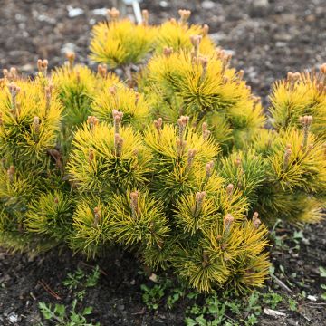 Pinus mugo Nana Balcanica Aurea -  - Dwarf Mountain Pine