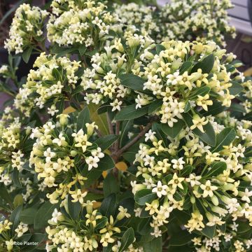 Pittosporum tobira x heterophyllum Green Mound - Japanese pittosporum