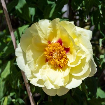 Paeonia Itoh Bartzella - Itoh Peony