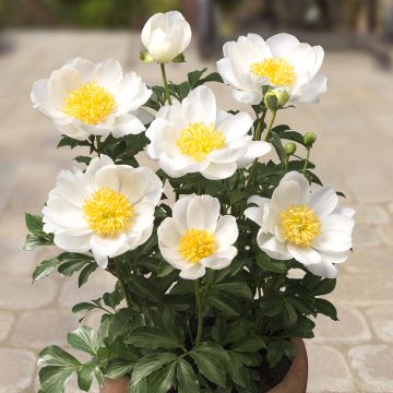 Paeonia lactiflora Dublin (Patio Peony Series) - Dwarf Peony