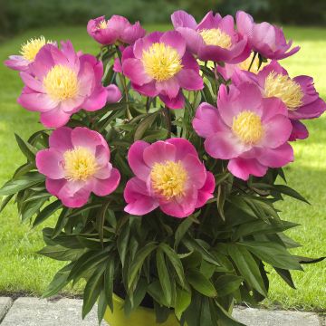 Paeonia lactiflora Kiev (Patio Peony Series) - Dwarf Peony