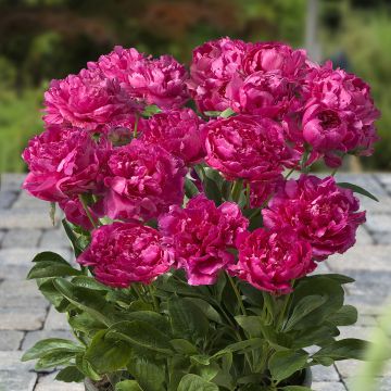 Paeonia lactiflora London (Patio Peony Series) - Dwarf Peony