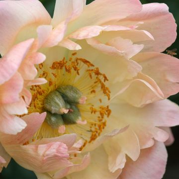 Paeonia lactiflora King's Day