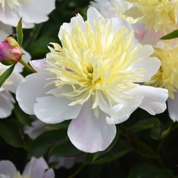 Paeonia lactiflora Butter Bowl
