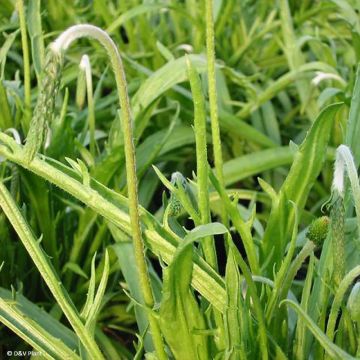 Plantago coronopus