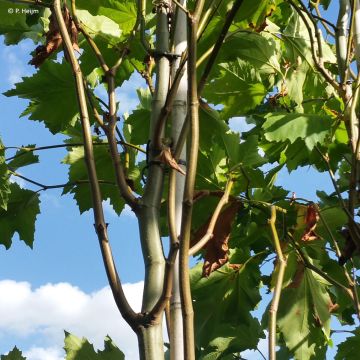 Platanus x hispanica Heijms Platanus x hispanica Heijms