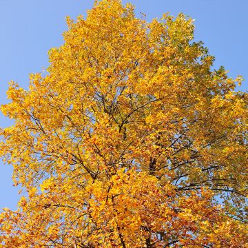 Platanus orientalis - Oriental plane