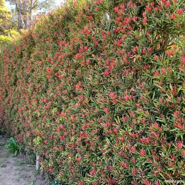 Podocarpus macrophyllus Mood Ring - Buddhist pine