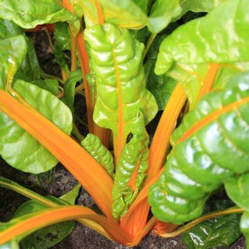 Sunset Selection Swiss Chard organic seeds