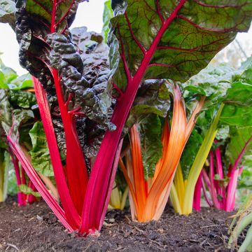 Fireworks Swiss Chard - Beta vulgaris subsp. cicla 