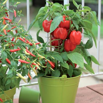 Pepper Midinor Red F1 plants - Capsicum annuum