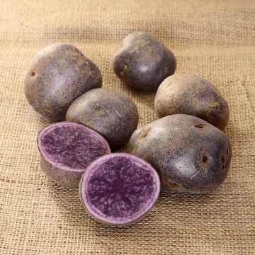 Potatoes Blue d'Artois Potatoes Blue d'Artois